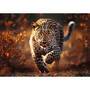 Trefl S.A. PuzzlePremiumPlus1000WilderLeopard